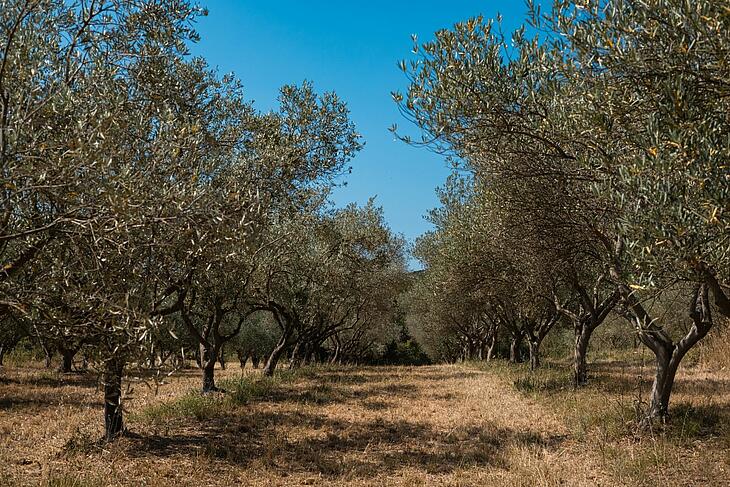 Une oliveraie à découvrir à proximité du Domaine de Sévenier, un camping Les Castels en Ardèche
