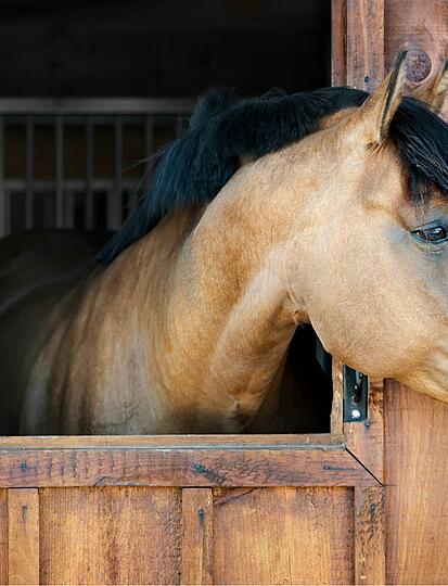 La Garangeoire Equestrian Centre: horse riding and woodland treks in the Vendée