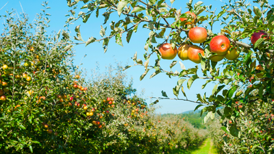 Top places to visit in the Pays d’Auge, in the heart of Calvados