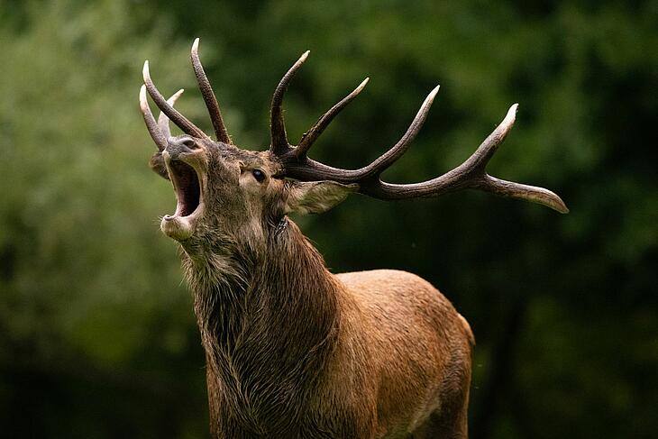 The famous deer rutting season in Sologne Stag during the rutting season in a Sologne forest