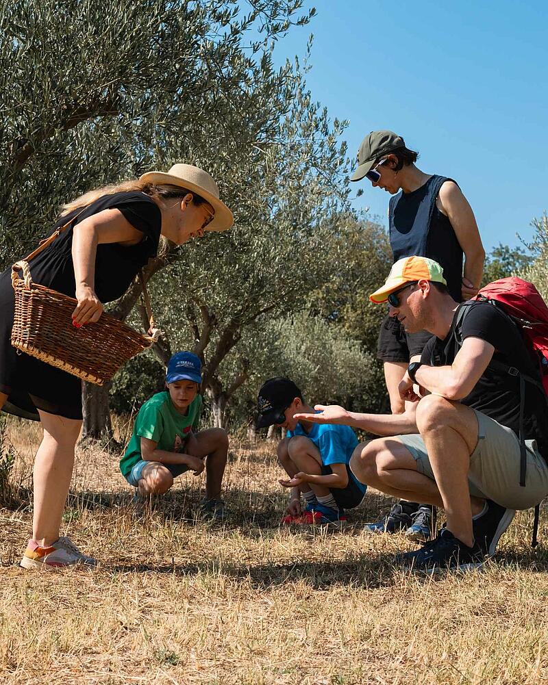 [Translate to Anglais:] A family with young boys crouches down in a sunny olive grove to explore the ground, guided by a woman carrying a traditional wicker basket during a summer holiday excursion.