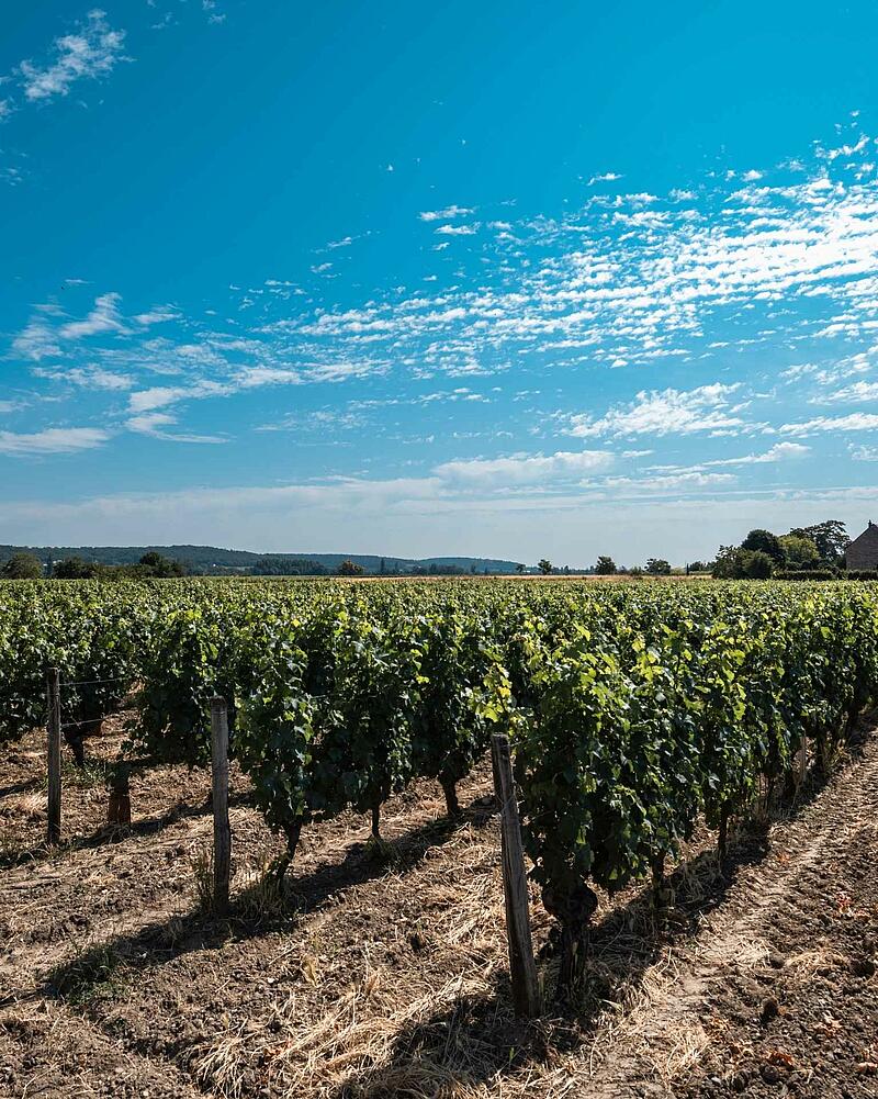 [Translate to Anglais:] Long neat rows of vibrant green grapevines under a wide blue sky with wispy white clouds, showcasing a classic French wine country landscape.