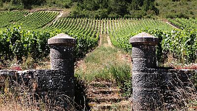 Burgundy wine route: discover the most beautiful itineraries 🍇​🍷​🚲​