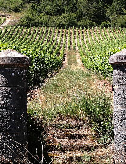 Burgundy wine route: discover the most beautiful itineraries 🍇​🍷​🚲​