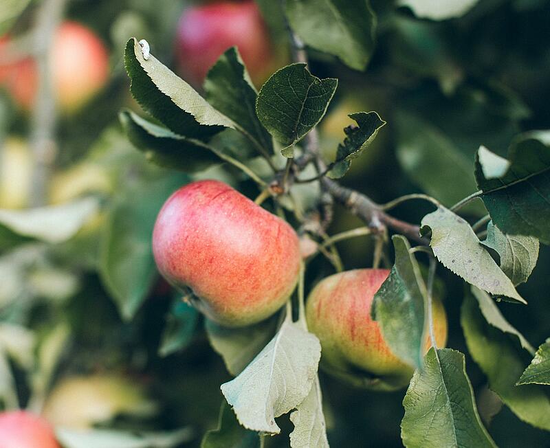 [Translate to Anglais:] 