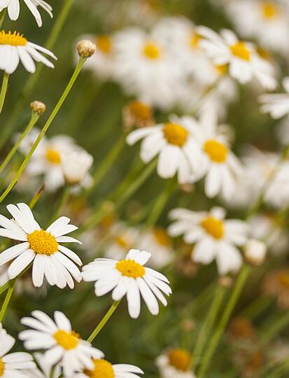 Where to go camping in April? Tips and destinations for a spring getaway with Les Castels