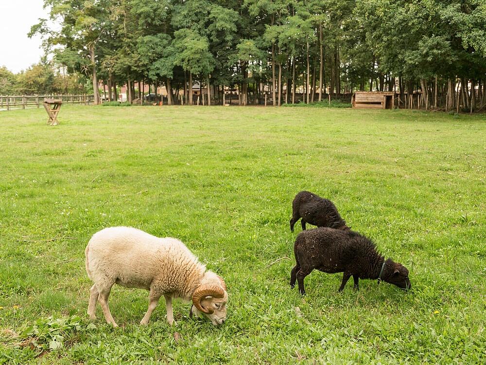Campsite Castel Camping Château de Chanteloup SILLE-LE-PHILIPPE Pays de la Loire 14