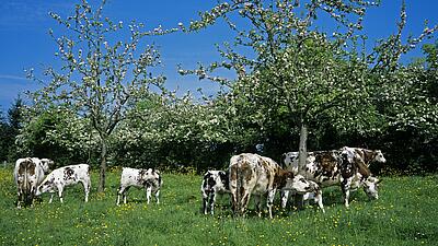 Visiting Calvados: the must-see sights