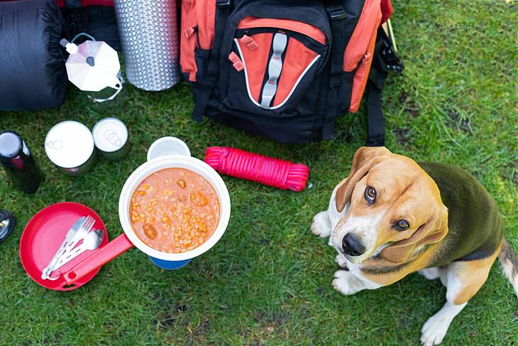 camping au printemps