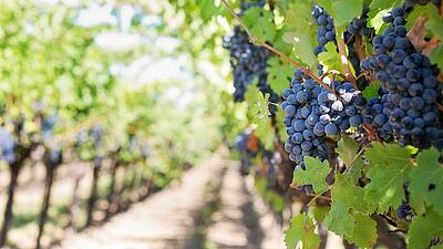 Where can you enjoy a wine tasting experience in Sarthe?