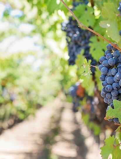 Where can you enjoy a wine tasting experience in Sarthe?