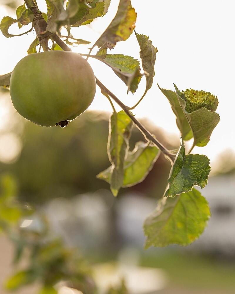 [Translate to Anglais:] A close-up shot of a single green apple ripening on a tree branch, beautifully backlit by the sun in the orchards of a Les Castels campsite.